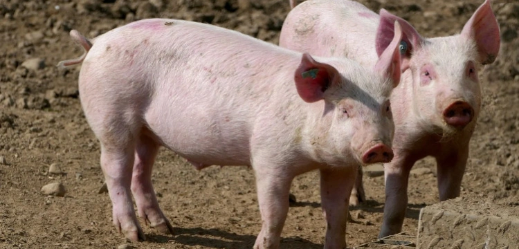 Chiny: Wykryto nowy, potencjalnie pandemiczny wirus u świń