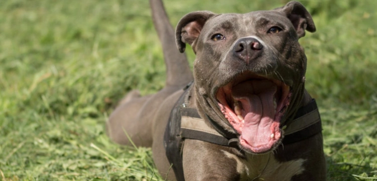 Dramatyczne sceny przy rodzinnym śniadaniu. Amstaff rzucił się na roczne dziecko