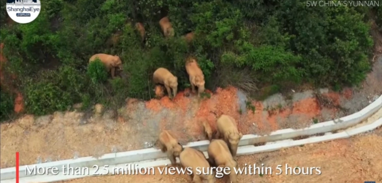 [Wideo] Stado słoni maszeruje przez Chiny. Jest już u progu ogromnego miasta