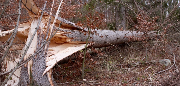 Niż Dudley nadciąga nad Polskę. IMGW wydał ostrzeżenia