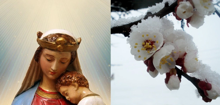 Cud po objawieniach Matki Bożej - drzewa kwitną mimo zimy i mrozu