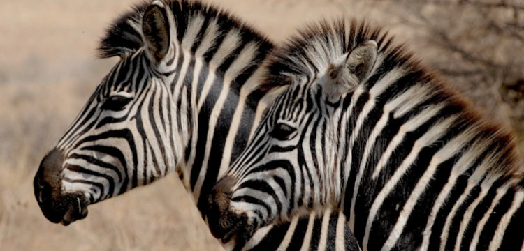 Niecodzienny widok na Pomorzu - zebra w lesie