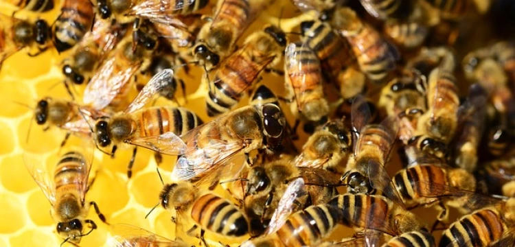 Nowe pomocnice w walce z terroryzmem...pszczoły!