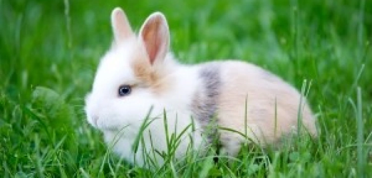 „Jesteśmy królikami. Niestety królikami urodzonymi w ciałach ludzi”, czyli jak w dwie minuty ośmieszyć gender