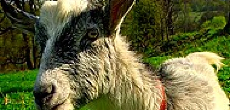 Koza z „Rzeczpospolitej” dzieli grupy homo-ideologów