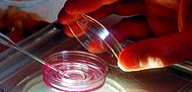 "W polskich klinikach in vitro pracują weterynarze”