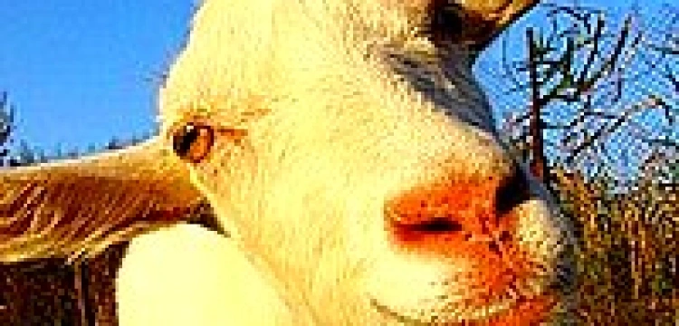 Homo-ideolodzy pozywają „Rzeczpospolitą” i Terlikowskiego