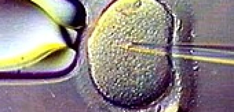 Nikt nie kontroluje ośrodków in vitro