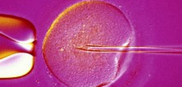 Nie będzie w USA badań nad komórkami macierzystymi z embrionów?