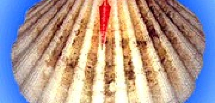 Benedykt XVI: Droga św. Jakuba świadczy o chrześcijańskich korzeniach Europy