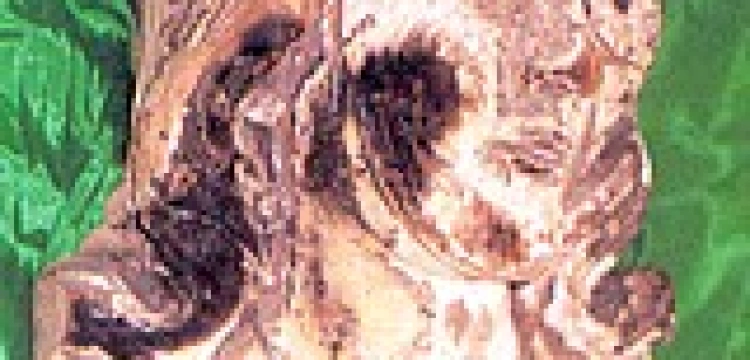 Papież pobłogosławił „Zbombardowaną Dziewicę” z Nagasaki 