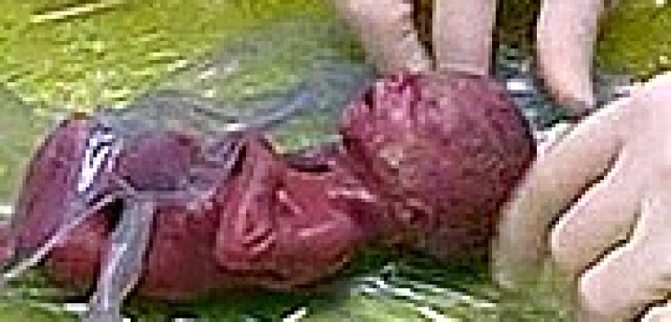 Katolicy modlą się o miłosierdzie dla Polski za grzechy przeciwko życiu