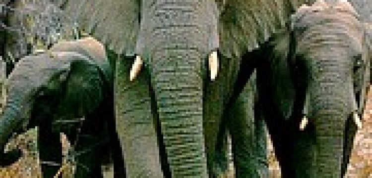 Indie: dzikie słonie zniszczyły wioski prześladowców chrześcijan