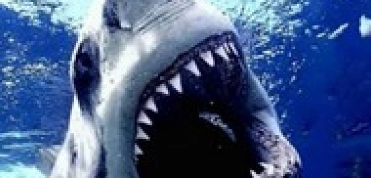 Sieci chroniące ludzi złe, bo... zabijają rekiny i płaszczki