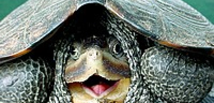 Dziennik: Benedykcie, przygarnij żółwia 