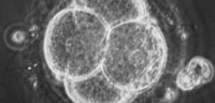 Terlikowski: Jasno sformułowany cel