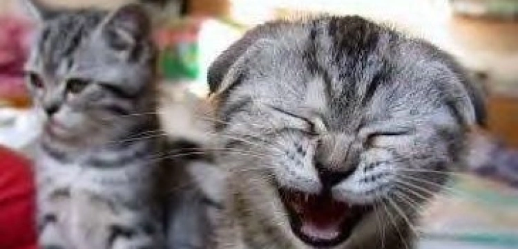 Milcarek: Dla wielbicieli kotów