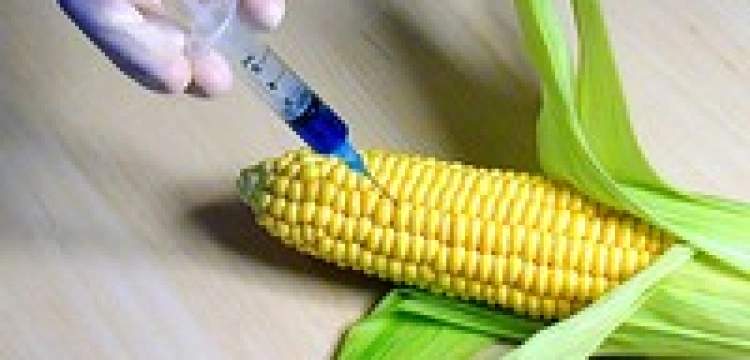 "GMO to nie to". Gamonie i krasnoludki urządzą pogrzeb kukurydzy