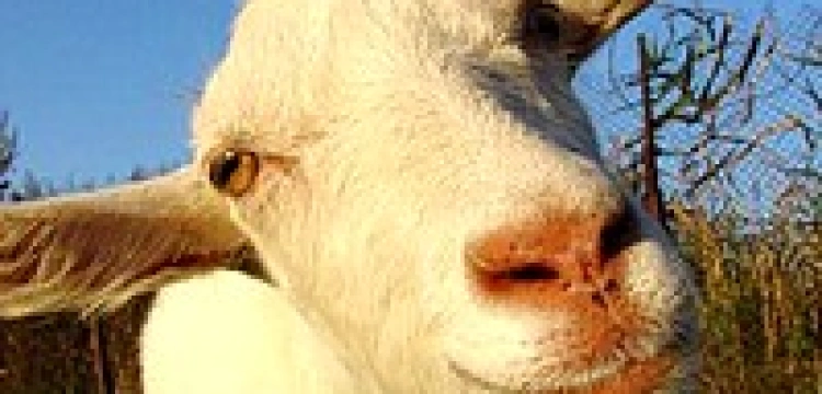 „Zakazane rysunki” kóz i homoseksualistów