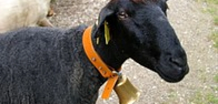 Zmienili nazwę wydawnictwa, żeby promować zboczenia