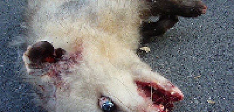 Martwe zwierzęta w klinice aborcyjnej