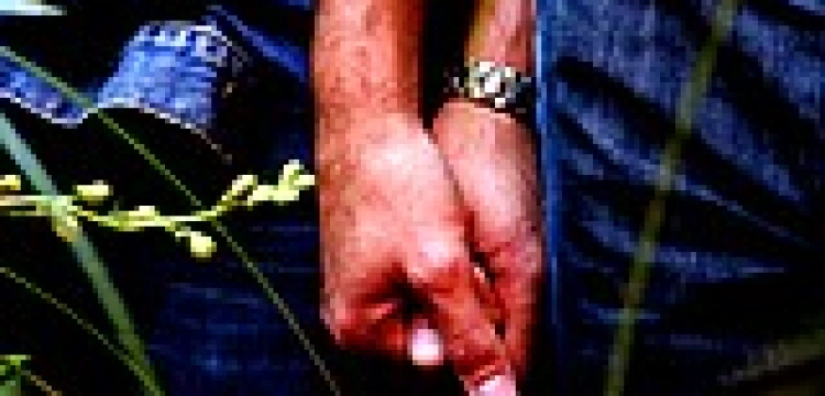 Kalifornia: Małżeństwo tylko między mężczyzną i kobietą