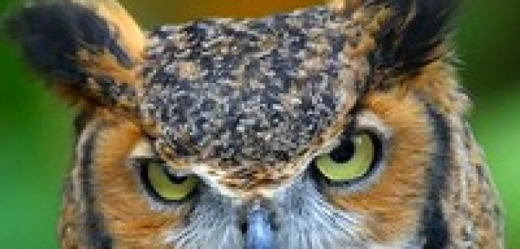 Filmowanie zwierząt jest niemoralne?