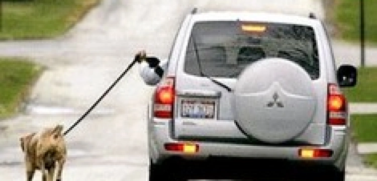 Do więzienia za znęcanie się nad zwierzętami? 