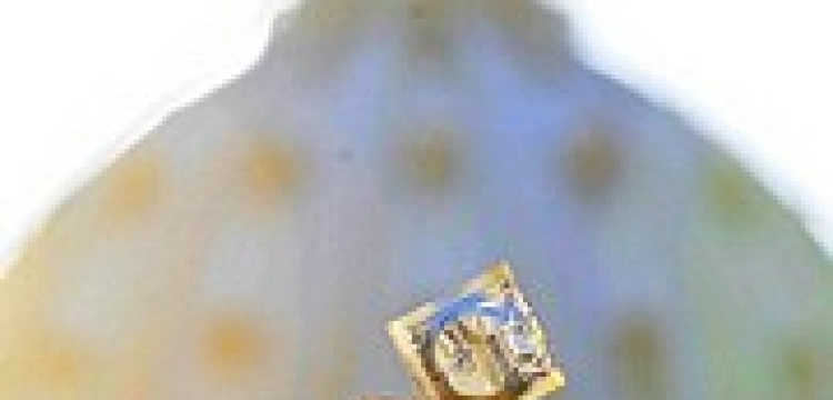 Wyznawcy prezerwatywy bronią swojego bożka przed Papieżem