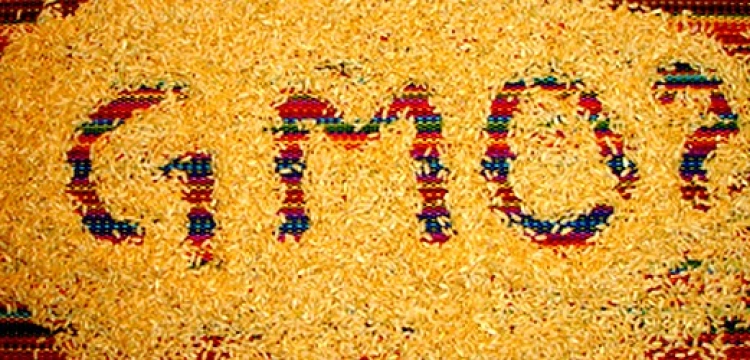 Ustawa o GMO w Polsce? Tak wygląda cisza przed burzą