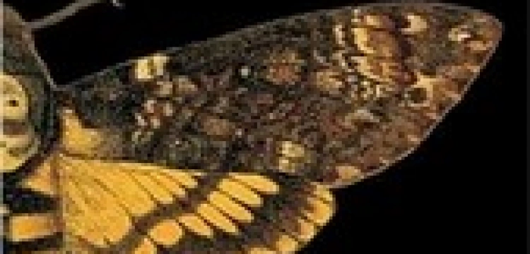 Adaptacja "Doliny nicości" w TVP!