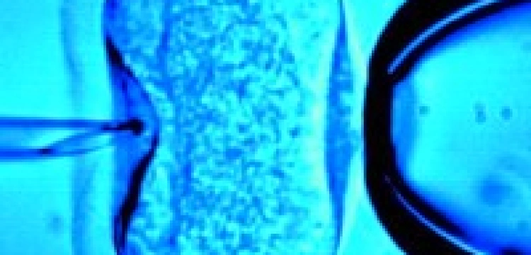 Handel ludźmi w Białymstoku?