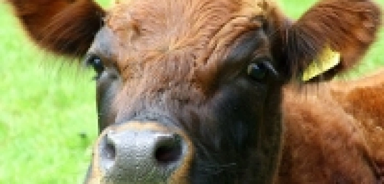 Kara za zhańbienie „świętego” zwierzęcia