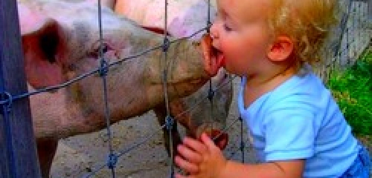 Wirus świńskiej grypy ratuje życie