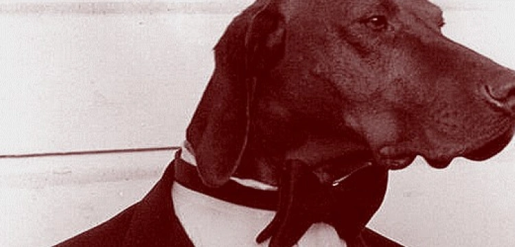 Wieprze przed perły, czyli o prawach zwierząt