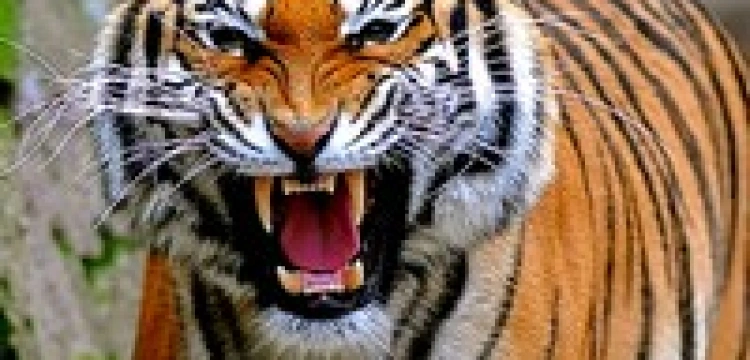 Tajwański rząd do obywateli: dosyć zabobonów, niech w Roku Tygrysa rodzi się jak najwięcej dzieci! 