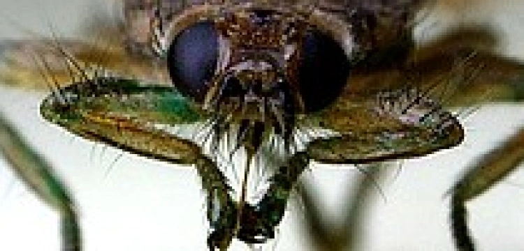 Ekolodzy strofują Obamę: Traktuj muchy humanitarnie