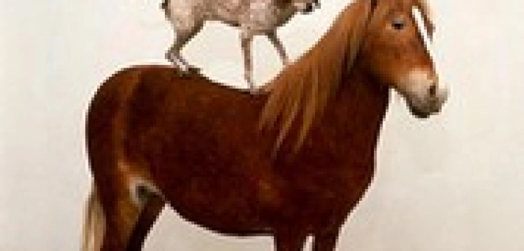 Hołdys nie pisze już dla „Wprostu”. Kogo obraził?