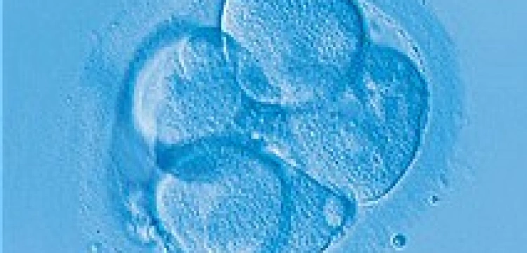 Kupią komórki do eksperymentów za pieniądze podatników