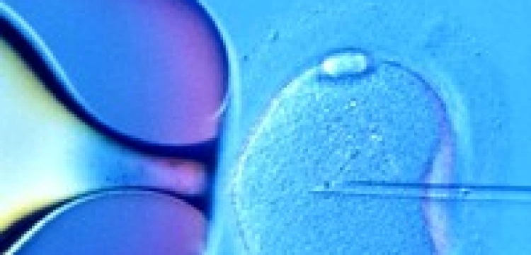 Zamierzona pomyłka? 