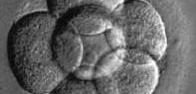 Terlikowski: Wybór fundamentalny