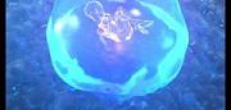 Polacy za kompromisem aborcyjnym?