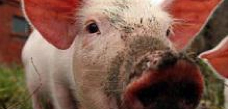 Oksiuta: "urwę łeb palikota, zaniosę do TVN, a potem spalę pod Sejmem"