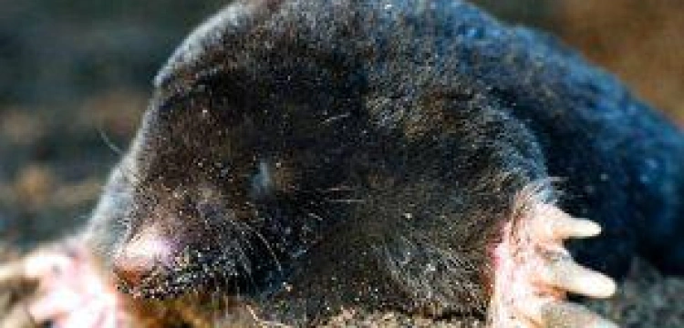 Kto jest kretem w PiS-ie?