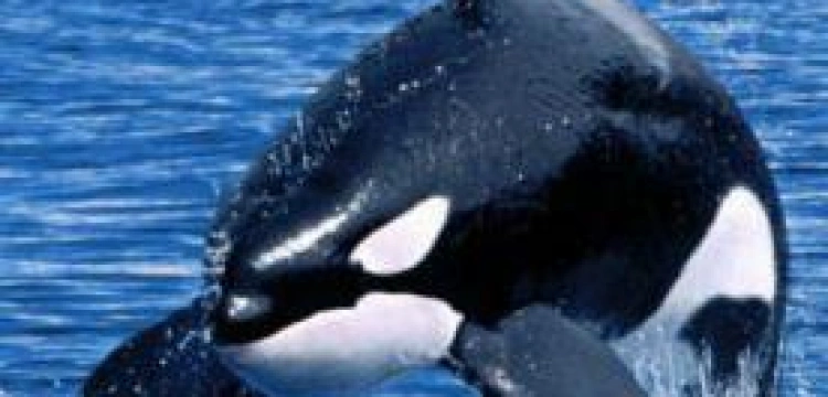 Prawa człowieka dla waleni?