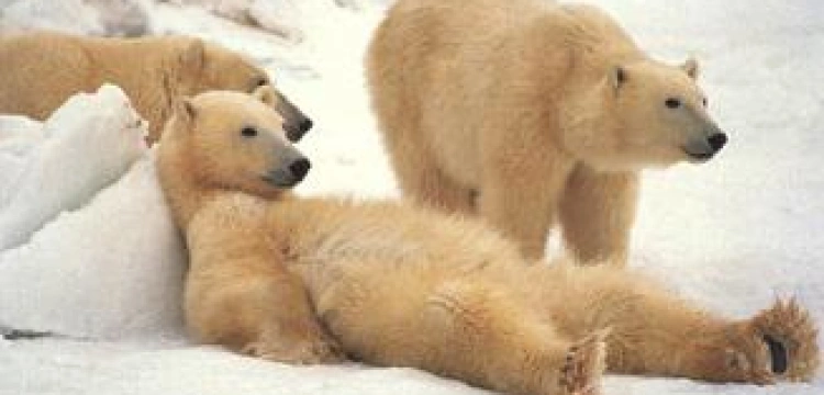 Zemsta niedźwiedzi polarnych na ekologach
