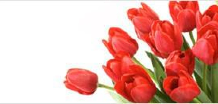 Kapituła już zna laureatów Tulipanów Narodowego Dnia Życia!