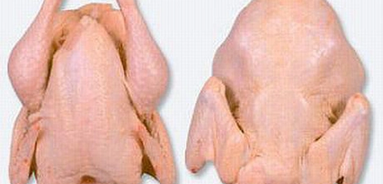 Jedzenie kurczaków jest moralnie złe, bowiem to „niemal osoby”