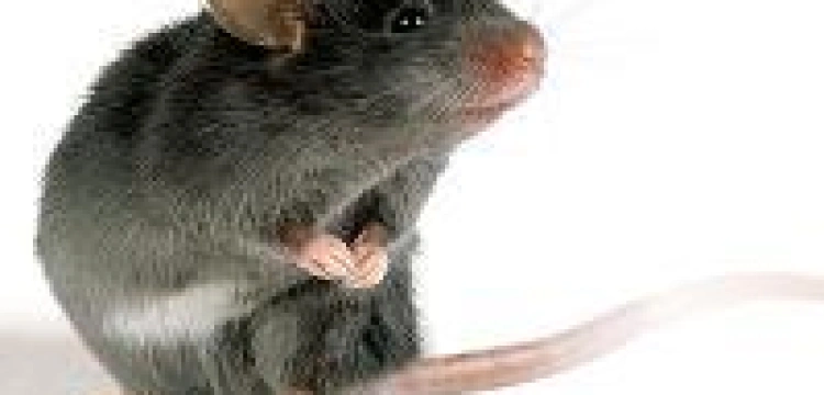 Antykoncepcja dla mężczyzn czyli pigułka skurczonych mysich jąder