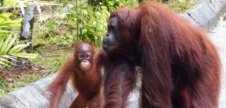 Argentyński sąd: orangutan powinien mieć prawa „osoby nie będącej człowiekiem”